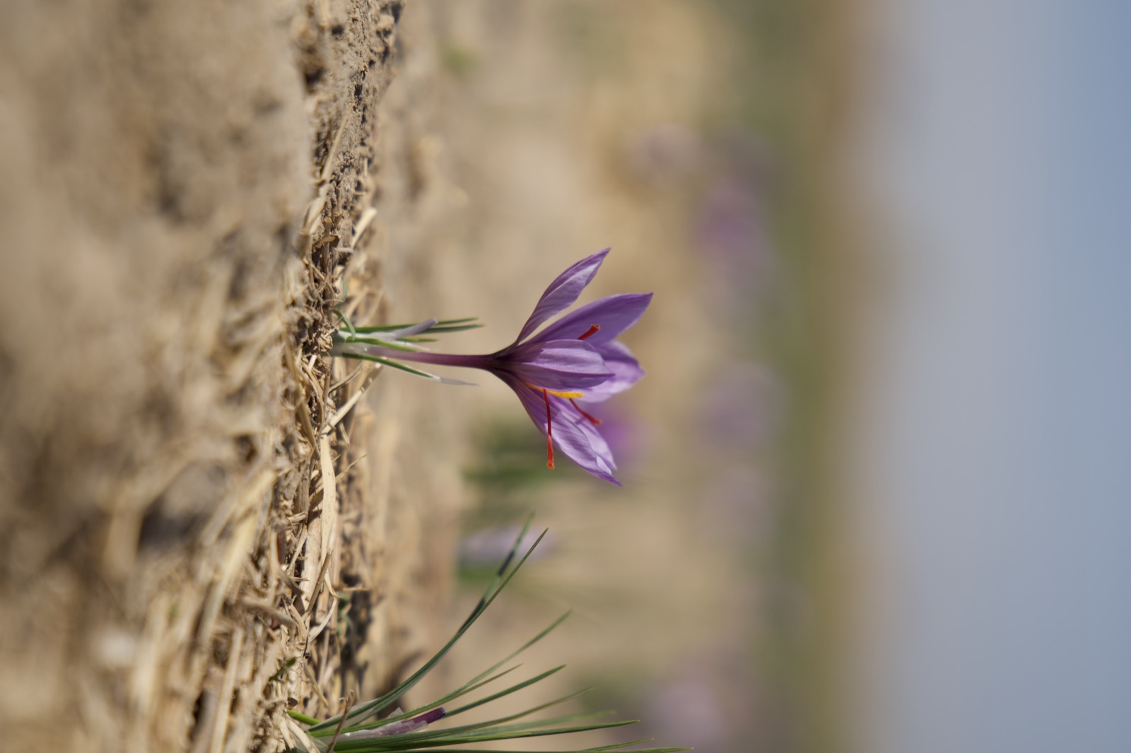Aqiq Saffron saffron harvest photo