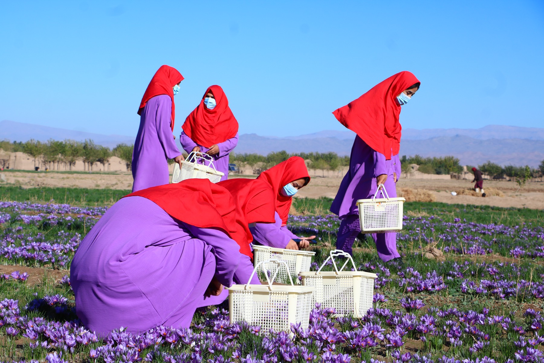 Women harvesting saffron crocus flowers into baskets in the Herat highlands