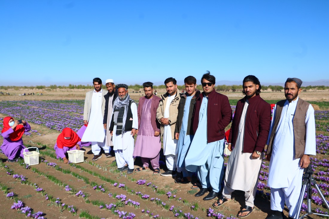 Farming partners in a saffron field in the Herat region