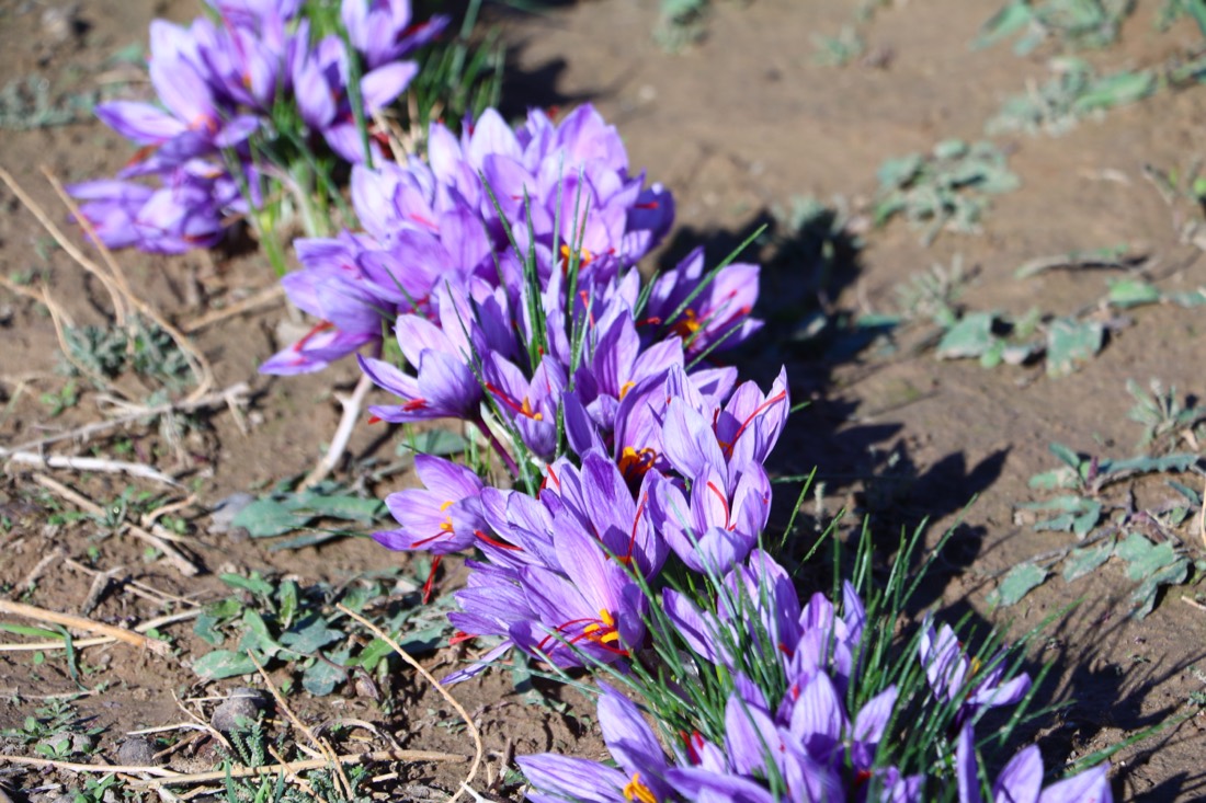 Crocus sativus flowers in bloom in the Herat highlands