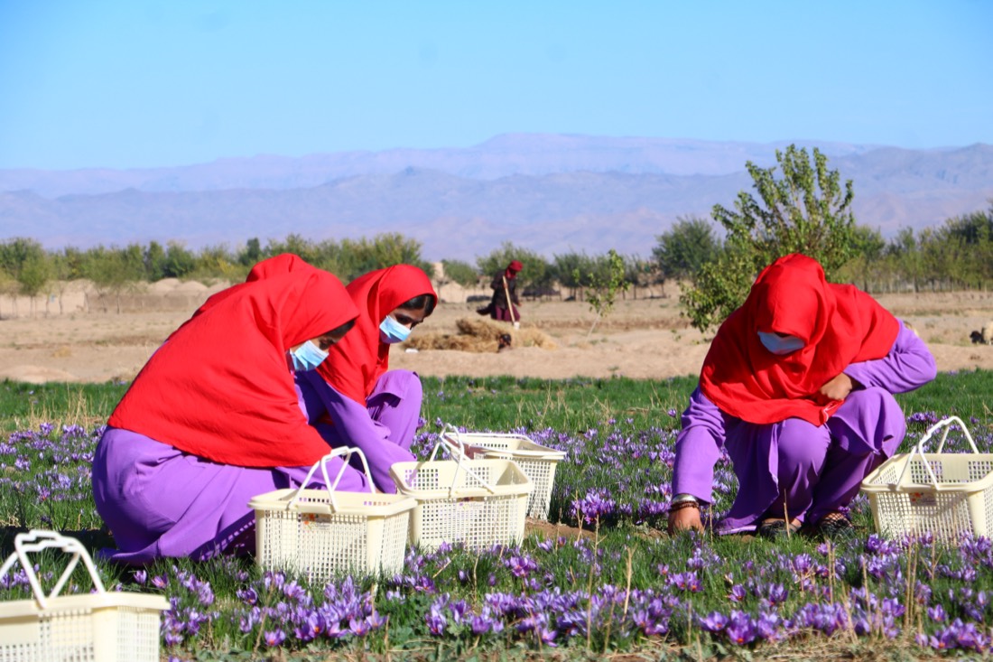 Women harvesting saffron flowers in the Herat highlands
