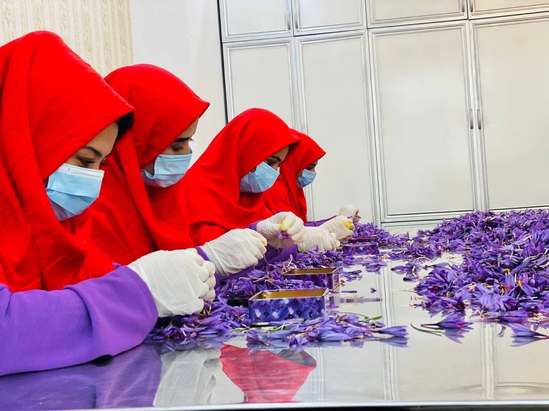 Workers separating saffron stigmas for private-label processing