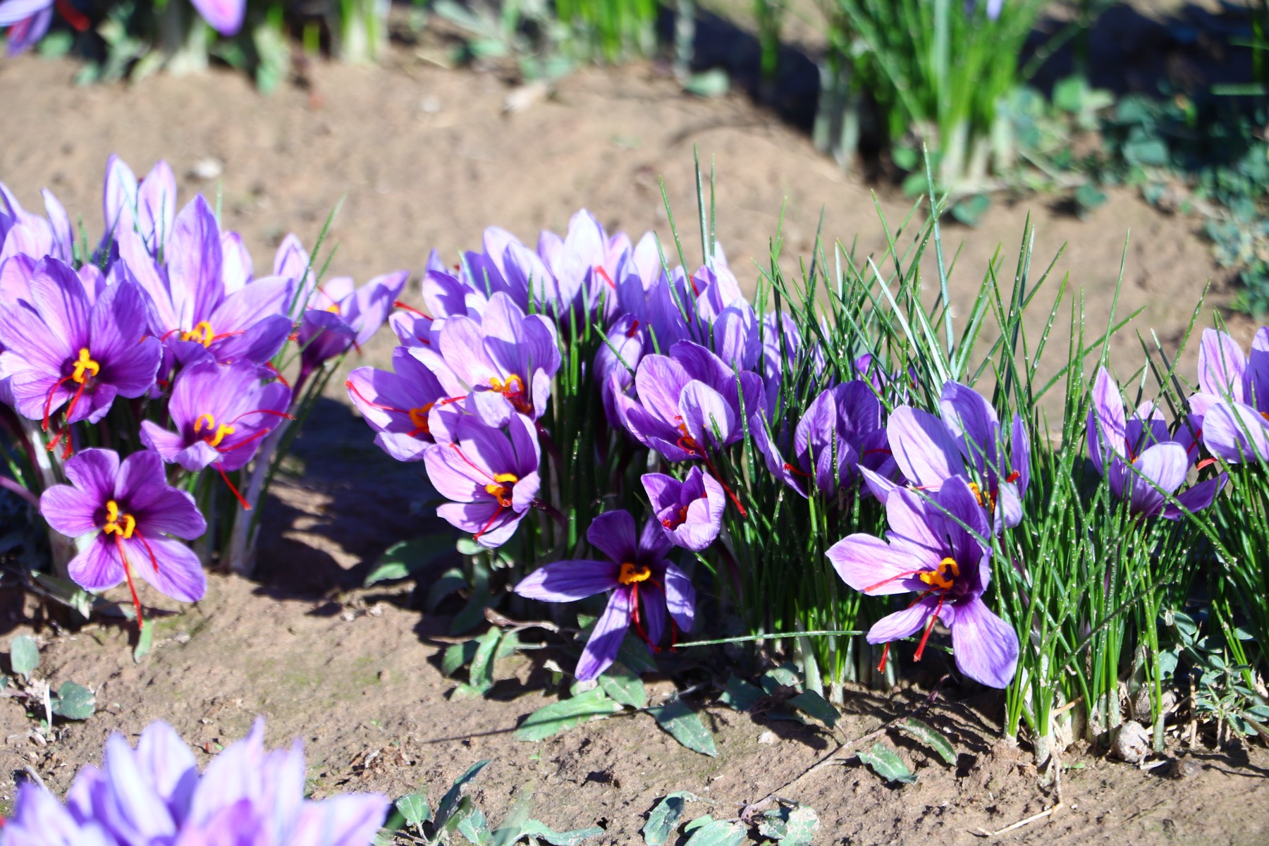 Vivid crocus sativus flowers — the source of premium Afghan saffron